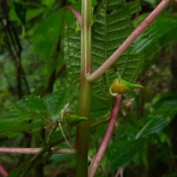 Impatiens taprobanica Hiern